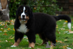 Photo №2 to announcement № 13214 for the sale of bernese mountain dog - buy in Belarus from nursery, breeder