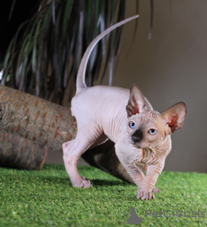 Photo №4. I will sell sphynx-katze in the city of Kharkov. from nursery, breeder - price - 500$