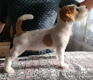 Photo №2 to announcement № 10491 for the sale of jack russell terrier - buy in Belarus private announcement