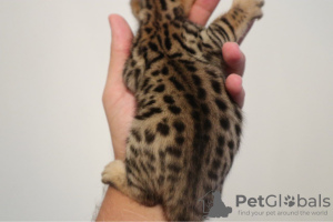 Photo №3. Healthy Bengal Cat kittens. Germany