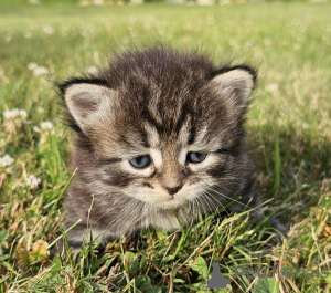 Photo №1. siberian cat - for sale in the city of Günzburg | 329$ | Announcement № 148378