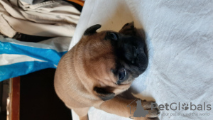 Additional photos: French bulldog puppies