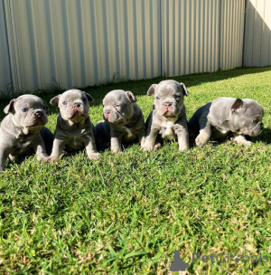 Photo №2 to announcement № 154216 for the sale of french bulldog - buy in France breeder