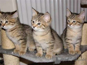 Photo №1. pixiebob shorthair - for sale in the city of Dusseldorf | 774$ | Announcement № 160456