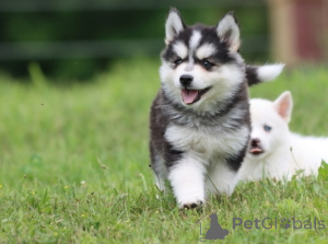 Photo №1. alaskan klee kai - for sale in the city of Leipzig | negotiated | Announcement № 175318