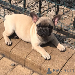 Photo №1. french bulldog - for sale in the city of Banja Luka | 634$ | Announcement № 85908