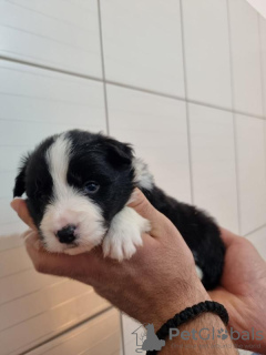 Photo №2 to announcement № 83306 for the sale of border collie - buy in Serbia breeder