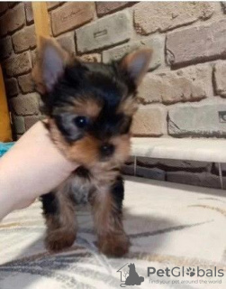 Photo №4. I will sell yorkshire terrier in the city of Bremen. private announcement - price - 280$