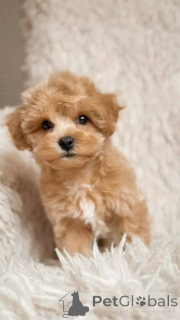 Photo №2 to announcement № 154870 for the sale of maltipu - buy in Switzerland breeder