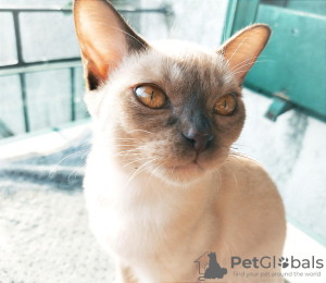 Photo №1. burmese cat - for sale in the city of Prato | 676$ | Announcement № 28352