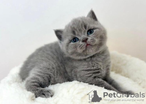 Photo №2 to announcement № 88659 for the sale of british shorthair - buy in United States private announcement