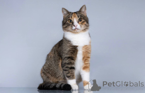 Photo №1.  - for sale in the city of Khimki | Is free | Announcement № 165120