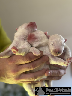 Photo №4. I will sell samoyed dog in the city of Krakow. breeder - price - negotiated