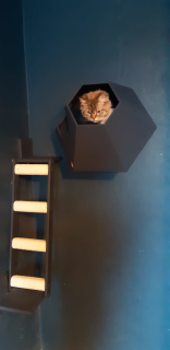 Photo №4. Wall-mounted vertical ladder-claw-point for cats Tennomon on the site 