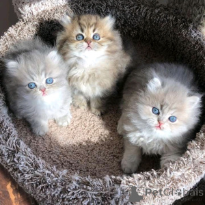 Photo №2 to announcement № 164999 for the sale of persian cat - buy in Finland private announcement, breeder