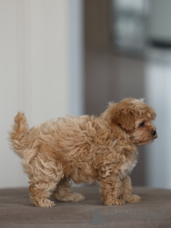 Photo №2 to announcement № 174831 for the sale of maltipu - buy in Germany breeder