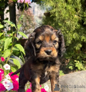 Photo №3. Wunderschöne Cockapoo-Welpen schreiben Sie mir per WhatsApp 44 7453 907158. Germany