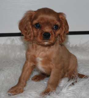 Photo №2 to announcement № 3933 for the sale of cavalier king charles spaniel - buy in Russian Federation from nursery