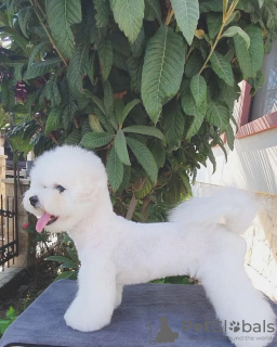 Photo №1. bichon frise - for sale in the city of Bar | 1004$ | Announcement № 48021