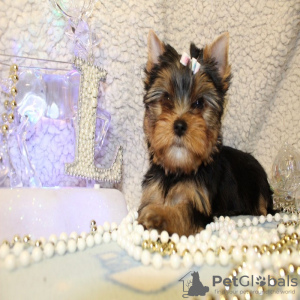 Photo №2 to announcement № 19572 for the sale of yorkshire terrier - buy in Israel private announcement, breeder