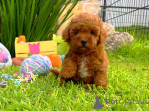 Photo №1. poodle (toy) - for sale in the city of Vilnius | negotiated | Announcement № 178243