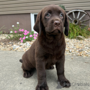 Photo №2 to announcement № 173208 for the sale of labrador retriever - buy in Germany private announcement