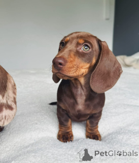 Photo №2 to announcement № 173315 for the sale of dachshund - buy in France private announcement