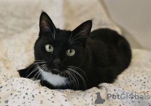 Photo №1.  - for sale in the city of Minsk | Is free | Announcement № 157452