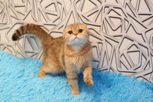 Photo №2 to announcement № 6965 for the sale of scottish fold - buy in Russian Federation from nursery