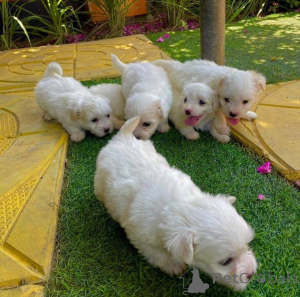 Photo №1.  - for sale in the city of Istanbul | negotiated | Announcement № 161256