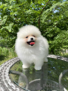 Photo №4. I will sell pomeranian in the city of Дрезден. private announcement - price - 380$