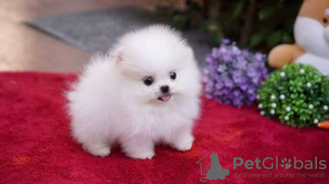 Photo №1. pomeranian - for sale in the city of Redwood City | 400$ | Announcement № 84938