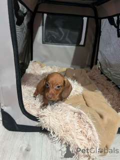Photo №4. I will sell dachshund in the city of New Garden.  - price - 206$