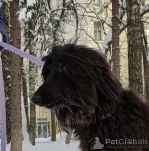 Photo №1. afghan hound - for sale in the city of Москва | negotiated | Announcement № 8803