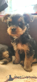 Photo №4. I will sell yorkshire terrier in the city of Wrocław. from nursery - price - 565$