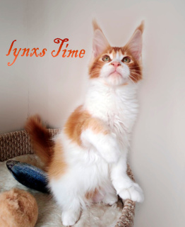 Photo №1. maine coon - for sale in the city of Москва | 268$ | Announcement № 3149