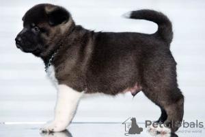 Photo №3. American Akita, puppies. Serbia