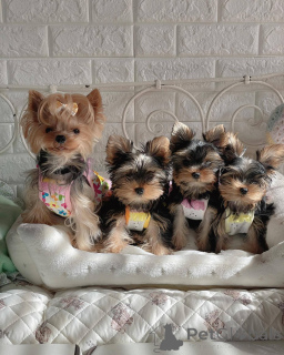 Photo №3. **Available Yorkie Puppies for Adoption!** We have adorable Yorkshire Terrier. United States