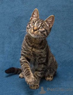 Photo №1.  - for sale in the city of Moskova | Is free | Announcement № 163837