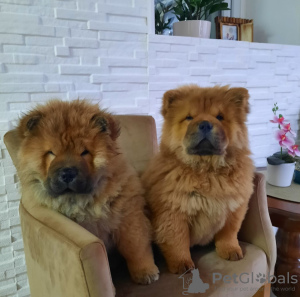 Photo №2 to announcement № 124213 for the sale of chow chow - buy in Serbia private announcement