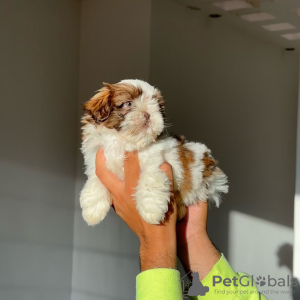 Photo №3. SHIH TZU PUPPIES. United States