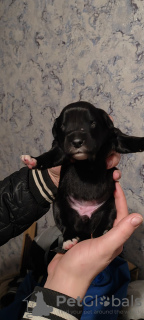 Photo №1. labrador retriever - for sale in the city of Minsk | Is free | Announcement № 94008