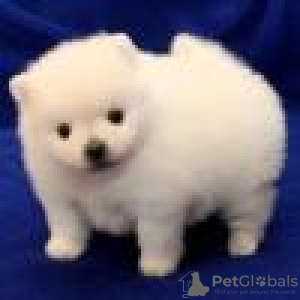 Photo №1. pomeranian - for sale in the city of Riyadh | Is free | Announcement № 28793