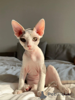 Photo №3. Healthy, Vaccinated Devon Rex Kitten Ready to Join Your Family. Germany