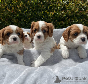 Photo №1. cavalier king charles spaniel - for sale in the city of Гамбург | negotiated | Announcement № 44528