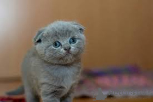 Photo №4. I will sell scottish fold in the city of Vienna. private announcement, breeder - price - 599$