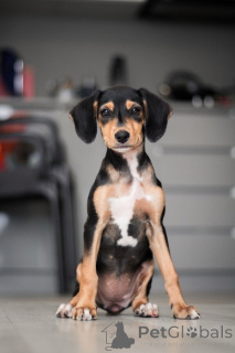 Photo №2 to announcement № 156335 for the sale of non-pedigree dogs - buy in Russian Federation private announcement