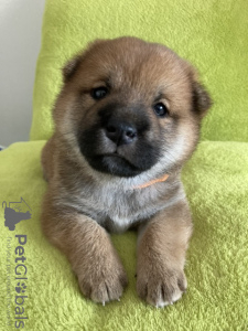 Photo №2 to announcement № 9957 for the sale of shiba inu - buy in Ukraine private announcement, breeder