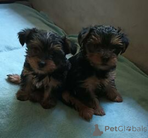 Photo №1. yorkshire terrier - for sale in the city of Antwerp | Is free | Announcement № 165254