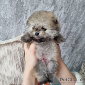 Photo №1. pomeranian - for sale in the city of Berlin | negotiated | Announcement № 35331